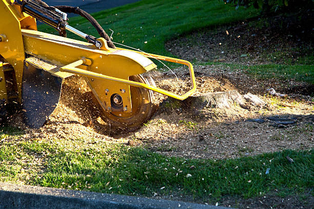 How Our Tree Care Process Works  in  Alorton, IL